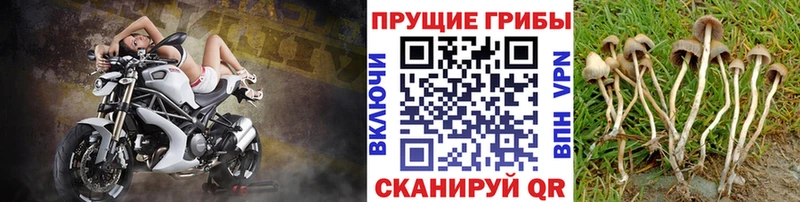 Галлюциногенные грибы Psilocybe  Новотитаровская 